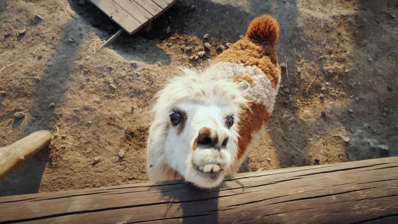 la divertida alpaca mira fuera de la cerca esperando una vista superior de comida