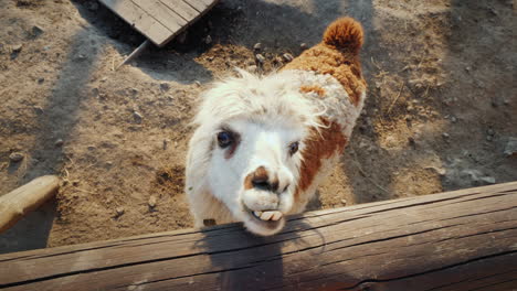 la divertida alpaca mira fuera de la cerca esperando una vista superior de comida