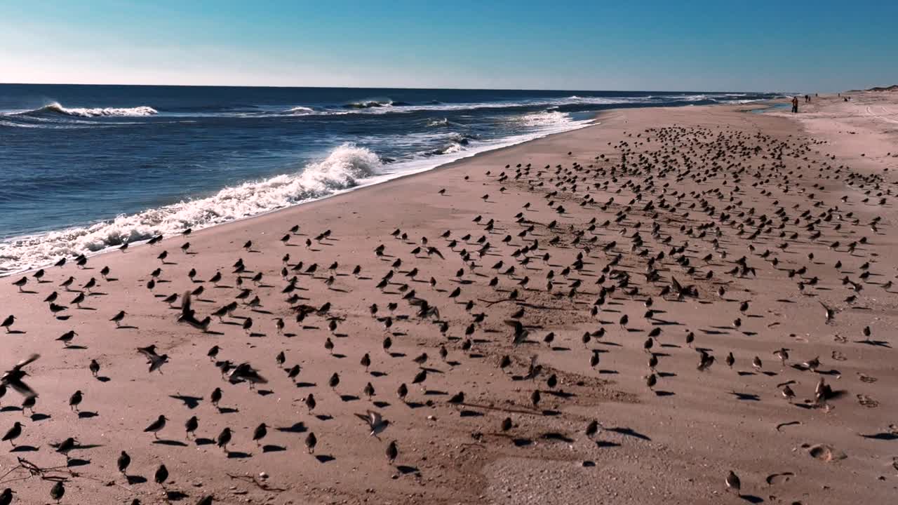 Et lavt vinkelperspektiv av en stor flokk sandloer som står på en tom strand på en solrik dag