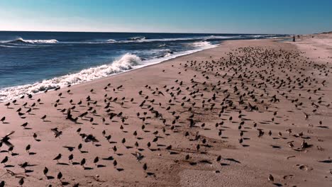 Ein-Blick-Aus-Niedriger-Perspektive-Auf-Einen-Großen-Schwarm-Strandläufer,-Der-An-Einem-Sonnigen-Tag-An-Einem-Leeren-Strand-Steht