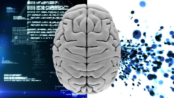 White brain divided in two parts