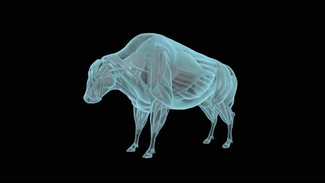 Bison-Muskelsystem-Im-Röntgenbild,-Holografischer-Drehteller-4k