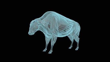 bison muscular system in xray, holographic turntable 4k