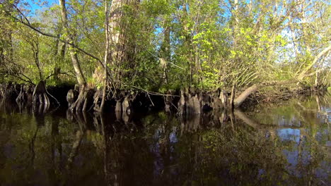 boat-mounted 3-4 angle trucking shot passes small island of trees and cypress knees with sunlight reflecting off water and casting ripples on trees.