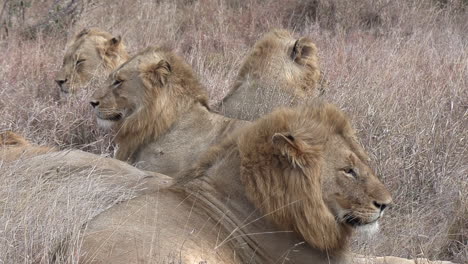 Leones-Machos-Jóvenes-Descansando-Juntos-En-La-Hierba-Alta-Y-Seca-De-áfrica