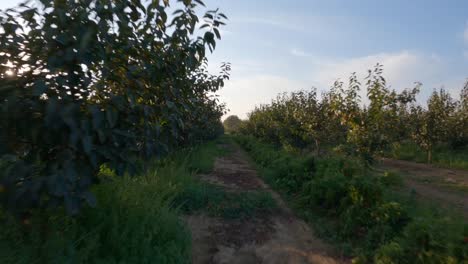 Felder-Voller-Obstbäume-Und-Pflanzen