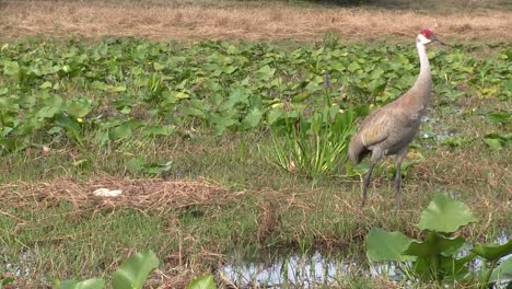 A-sandhill-crane-calls-out-1