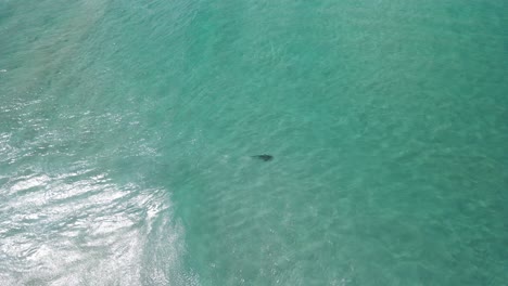 Imágenes-Aéreas-De-Drones-De-Un-Tiburón-En-Las-Aguas-Cristalinas-De-Albany,-Australia-Occidental