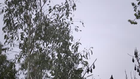 Bat-Flying-and-Landing-Onto-Tree-Branch-During-Daytime-Australia-Gippsland-Victoria-Maffra-Slow-Motion