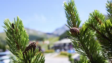 close-up of pine branch with blurred background