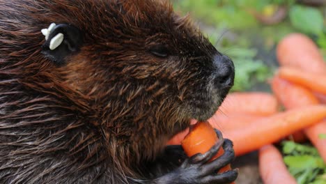 Eurasian-beaver-(Castor-fiber)-or-European-beaver-is-a-beaver-species-that-was-once-widespread-in-Eurasia,-but-was-hunted-to-near-extinction-for-both-its-fur-and-castoreum.