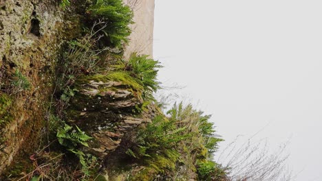 Planta-De-Helecho-Y-Musgo-Que-Crece-En-Un-Montón-De-Roca-En-El-área-Rural,-Toma-De-Movimiento-De-Cámara-Vertical