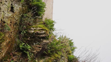 fern plant and moss growing on pile of rock in rural area, vertical camera motion shot