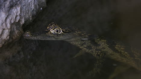 Caimán-En-El-Agua-Justo-Debajo-De-La-Superficie-Cocodrilo