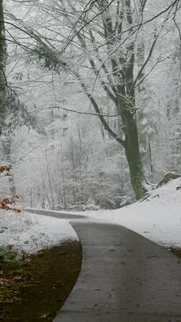 snowy forest path