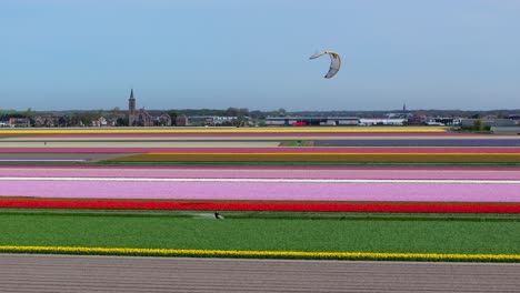 Kitesurfing-on-canal-between-pretty-colorful-tulip-fields,-Netherlands