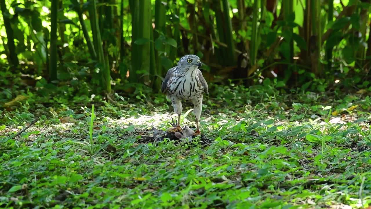 shikra alimentándose de otro pájaro en el suelo, esta ave de rapiña atrapó un pájaro para desayunar y estaba ocupado comiendo, luego se asustó y se fue