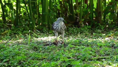 Shikra,-Der-Sich-Von-Einem-Anderen-Vogel-Auf-Dem-Boden-Ernährte,-Dieser-Raubvogel-Fing-Einen-Vogel-Zum-Frühstück-Und-Er-War-Damit-Beschäftigt-Zu-Essen,-Dann-Wurde-Er-Erschrocken-Und-Flog-Davon