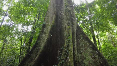 Gran-árbol-De-Ceiba-En-La-Selva-Tropical