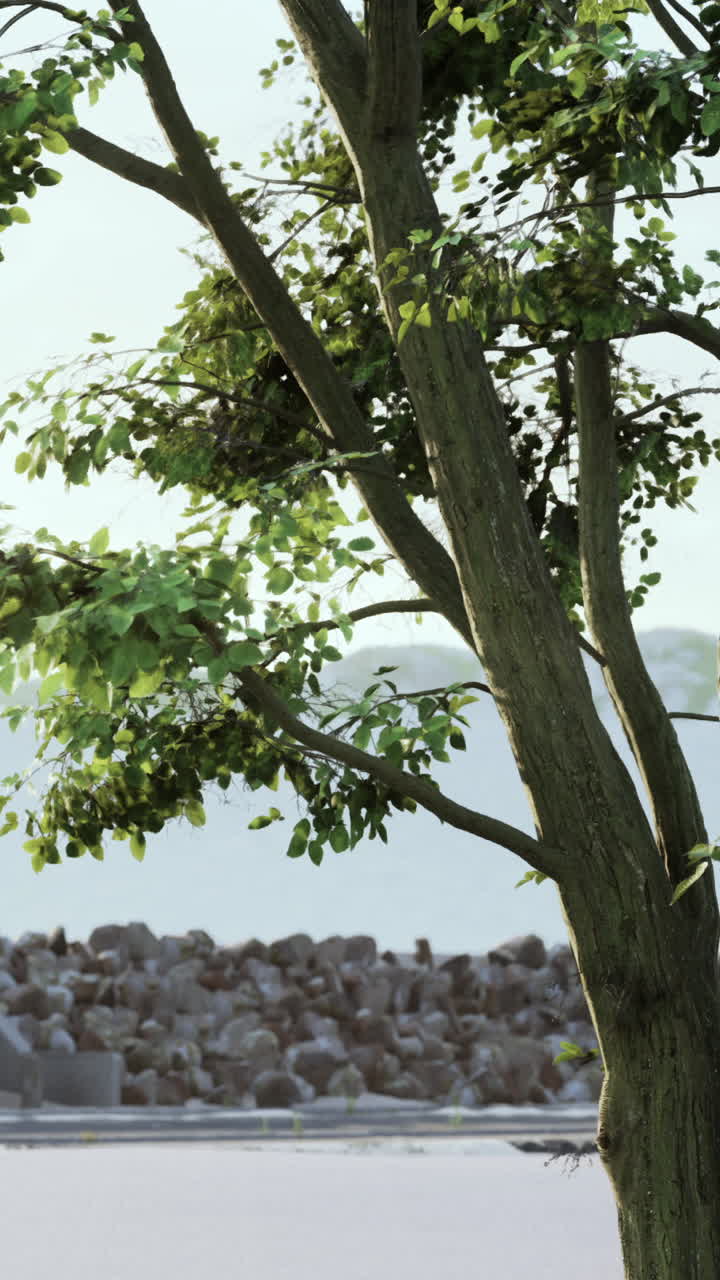 Close-up of a Tree in a Serene Setting