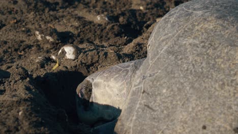 close up shot of turtle as she lays eggs on costa rica beach