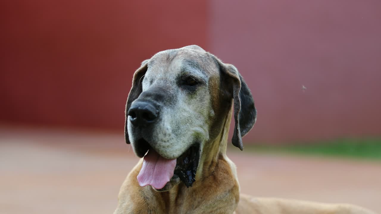 el perro de un solo ojo bostezando. retrato de un perro de gran danés de raza pura de un sólo ojo.