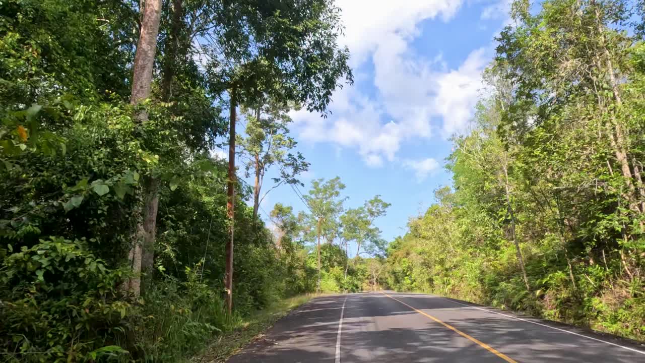 울창 한 숲 을 가로질러 평화 로운 운전
