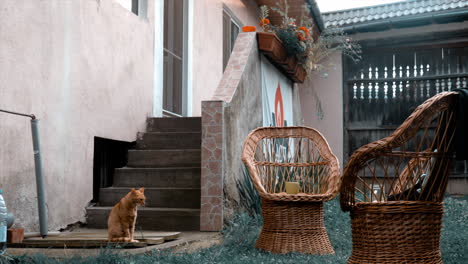 a cat playing. footage of brasov in romania