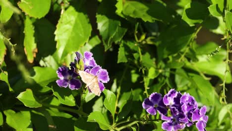 butterfly visits various flowers in sunlight