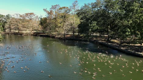 patos en el parque audubon en nueva orleans en un día soleado