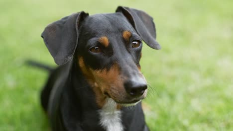 ángulo-De-Zoom-En-La-Pequeña-Cara-De-Perro-Negro-4k