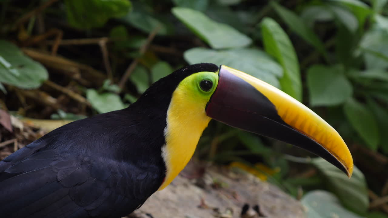 Close-up de tucano-de-bico-preto olhando para a câmera na natureza em câmera lenta.
