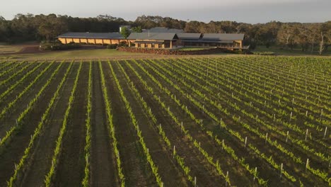 aerial flyover beautiful vineyard farm and cottage in background during sunny day