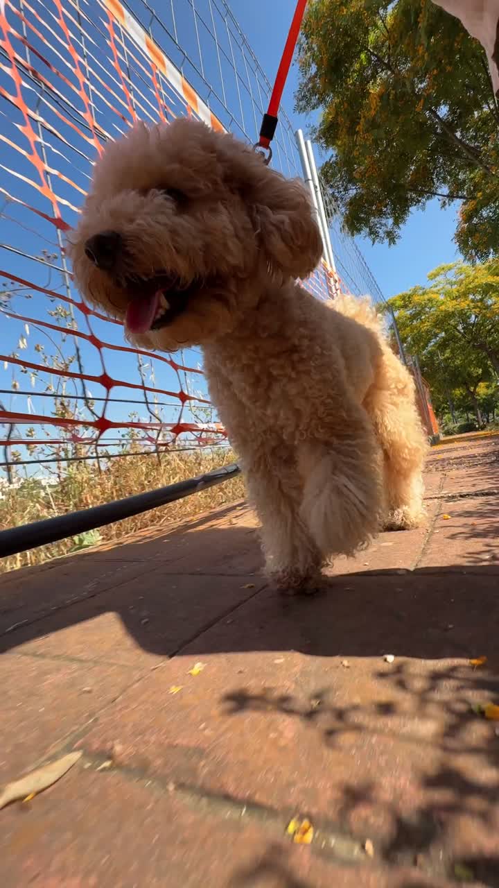 Fluffy Golden Poodle Outdoors