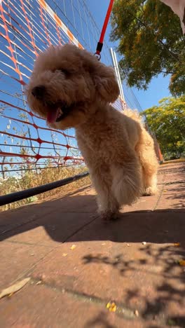 fluffy golden poodle outdoors