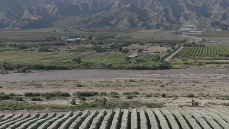 a huge orchard of netted, protected orange grove trees is revealed on a sunny summer day