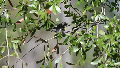 Yellow-rumped-warbler-perched-on-a-tree-branch-heavily-shaded-by-thick-green-leaves