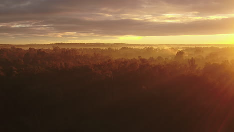aerial of a beautiful foggy autumn sunrise flying over large trees in rural australia