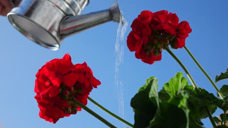 Watering a cluster of red geraniums blossoming against the clear blue sky
