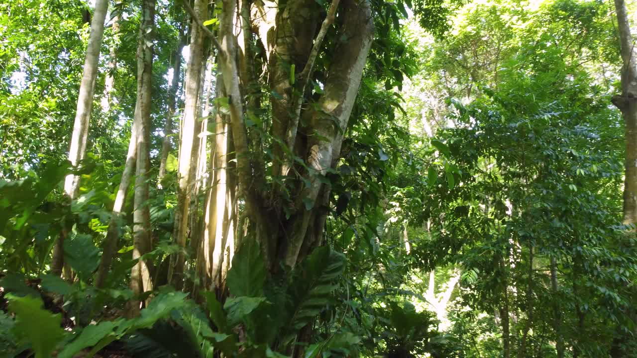 tranquilo bosque tropical verde en un día soleado en américa del sur