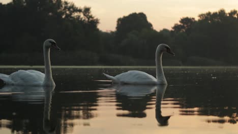 a pair of swans in profile during the early morning light