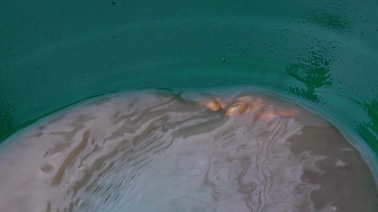 Gold panning and prospecting success: green trap pan, wetting, soaking, agitating and washing discovered golden nuggets in brown murky water, static close up