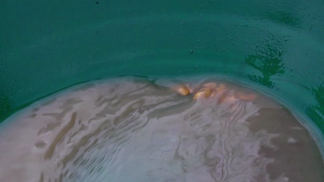 gold panning and prospecting success: green trap pan, wetting, soaking, agitating and washing discovered golden nuggets in brown murky water, static close up