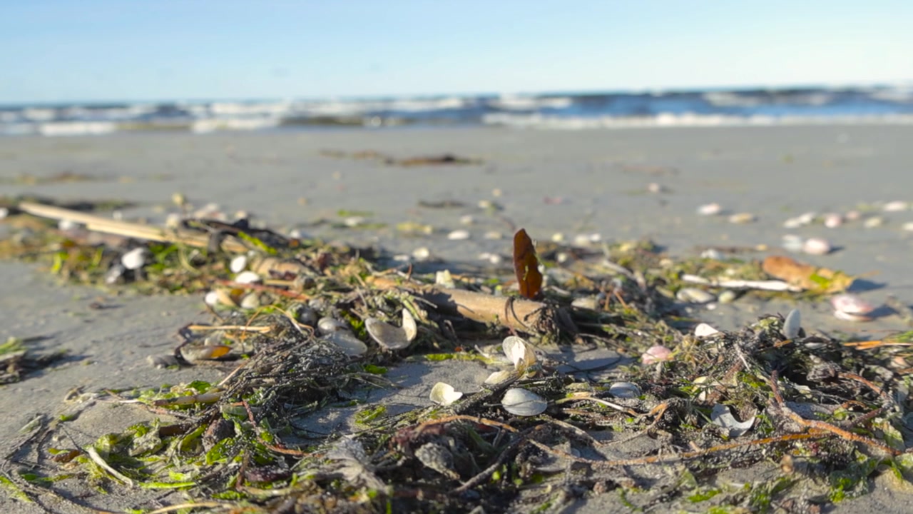 Close up footage of ocean debris that is seaweed and white little seashells on a beach while ocean sea water is moving and breaking with white water in the background in slow motion during a sunny day