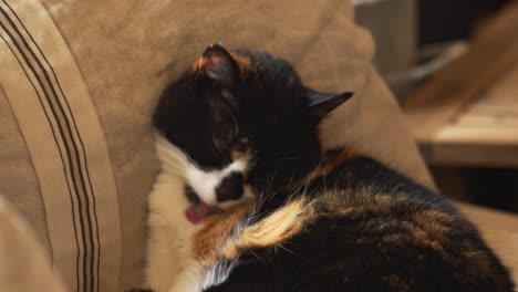 cat licking itself on a coach in comfortable home