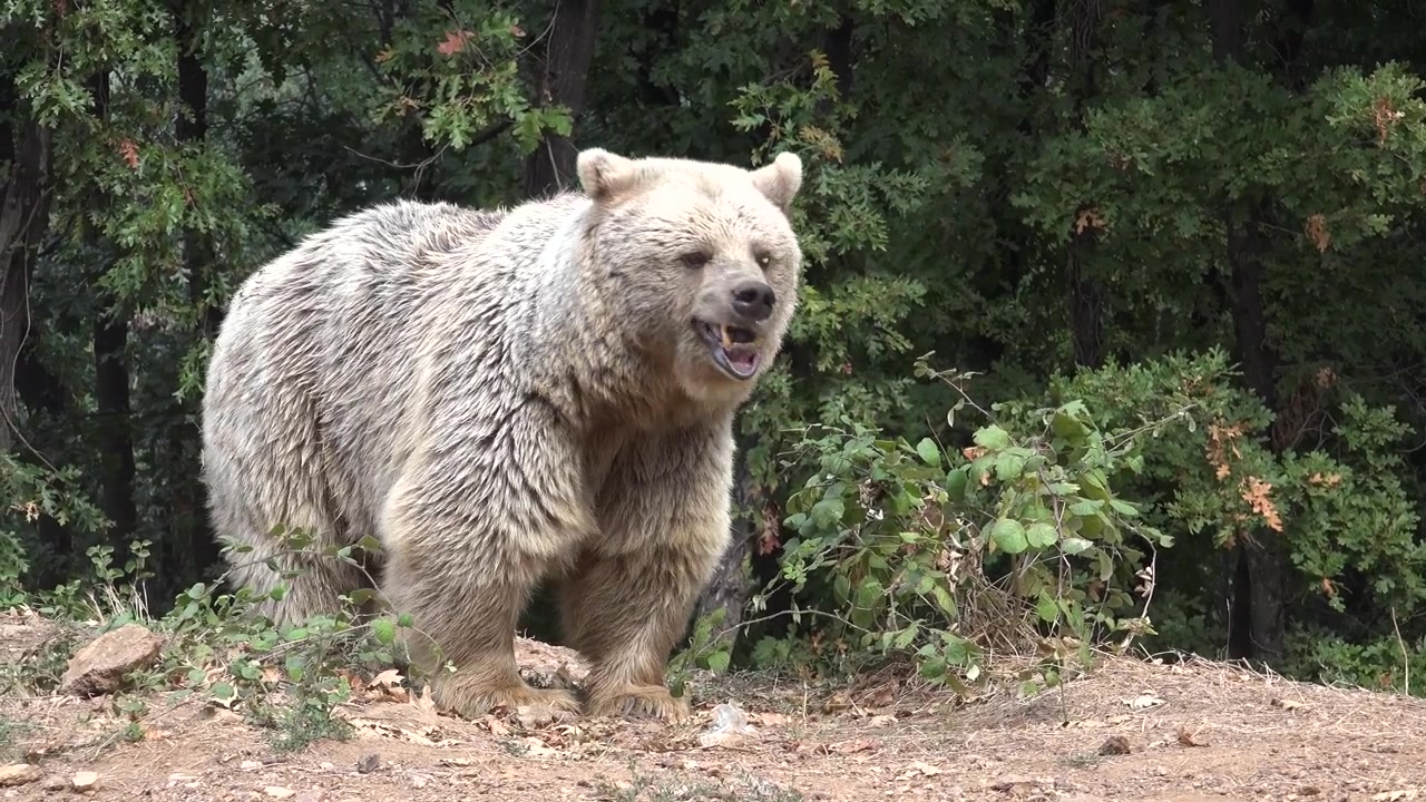 Grande orso bruno in cerca di cibo in una radura nel bosco