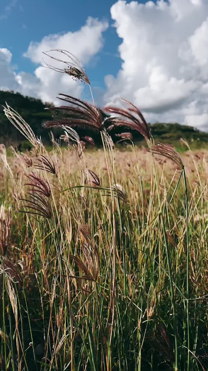 hermoso campo de hierba bajo un cielo nublado