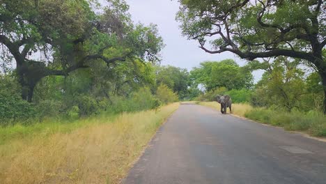 african elephant crosses the road in kruger national park, south africa