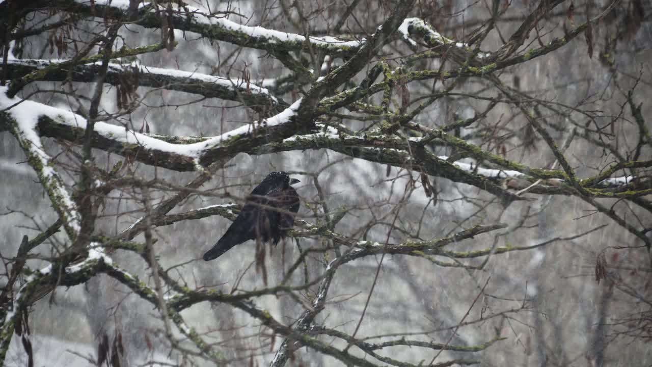 un cuervo se sienta en un árbol en una fuerte nevada 01