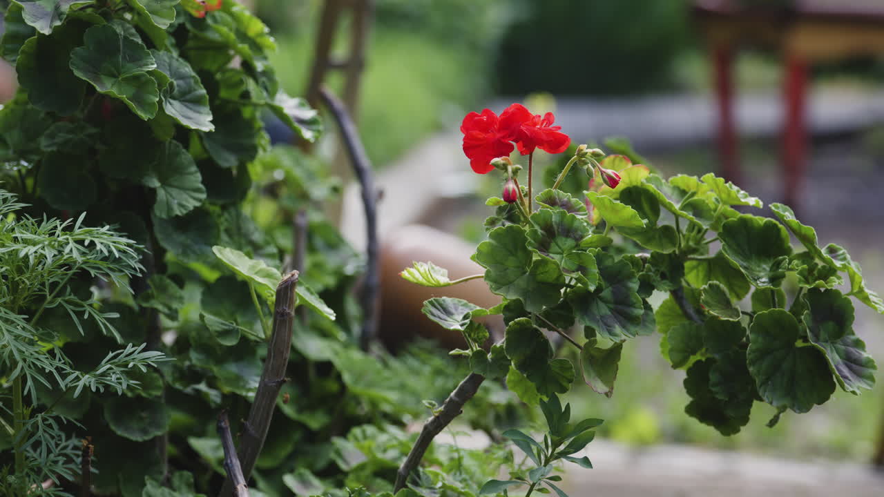 Early Red Geranium Flower Soon to Blossom in Garden, Close Up